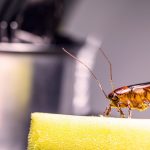 Discover Your Dream Home – New Homes in Cumming, GA