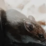 The Liquid Engineers: Mastering Modern Injection Technology